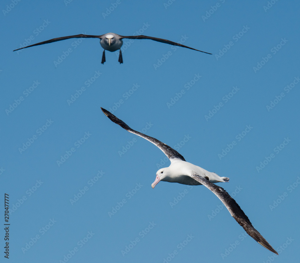 Albatross in flight over Water Albatross in flight over Water