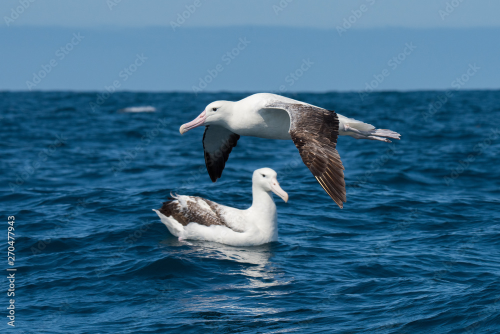 Albatross in flight over Water Albatross in flight over Water
