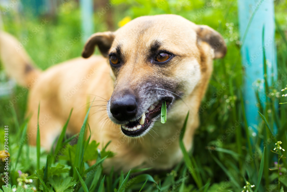 Stunning Dog Eating Grass And Antibiotics image