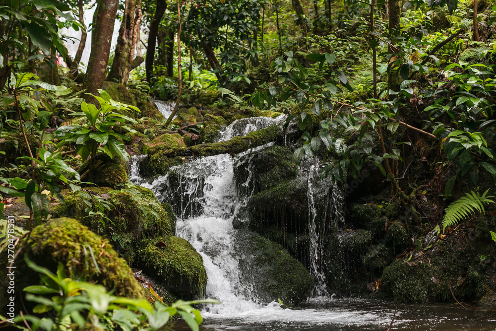 Small Waterfall In A Jungle