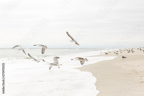 Seagulls Taking Flight Over The Surf