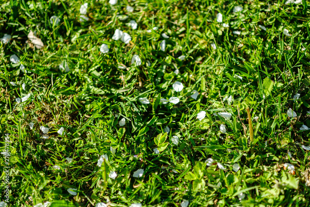 foliage leaf grass texture in green sunny summer time foliage leaf grass texture in green sunny summer time