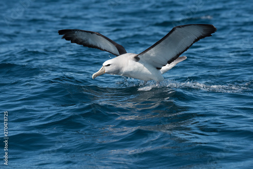 Albatross in flight over Water