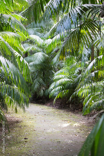 Vegetation in Terra Nostra park Furnas Sao Miguel island Azores Portugal