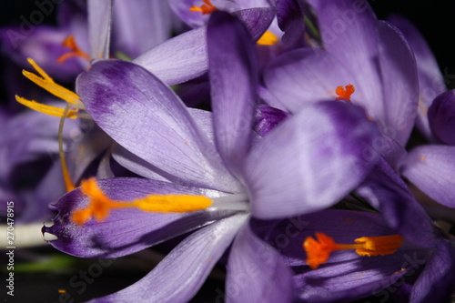Purple flower 