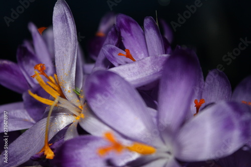 Purple flower 