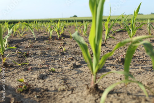 Agriculture plant in the field.