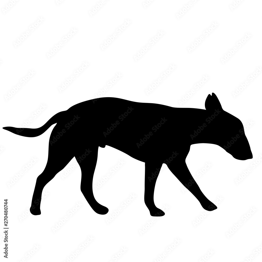 Bull terrier dog silhouette on a white background