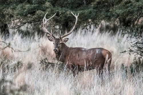 Red deer in Parque Luro Nature Reserve  La Pampa  Argentina