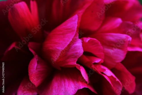 Beautiful pink flowers  © Sarah