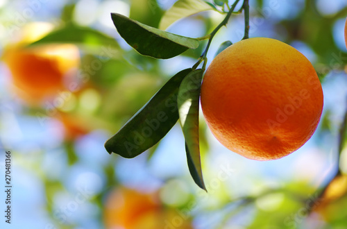 Ripe orange hanging on a branch