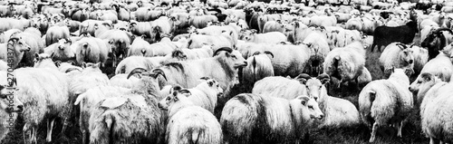 Flock of icelandic sheeps. Panoramic shot in black and white