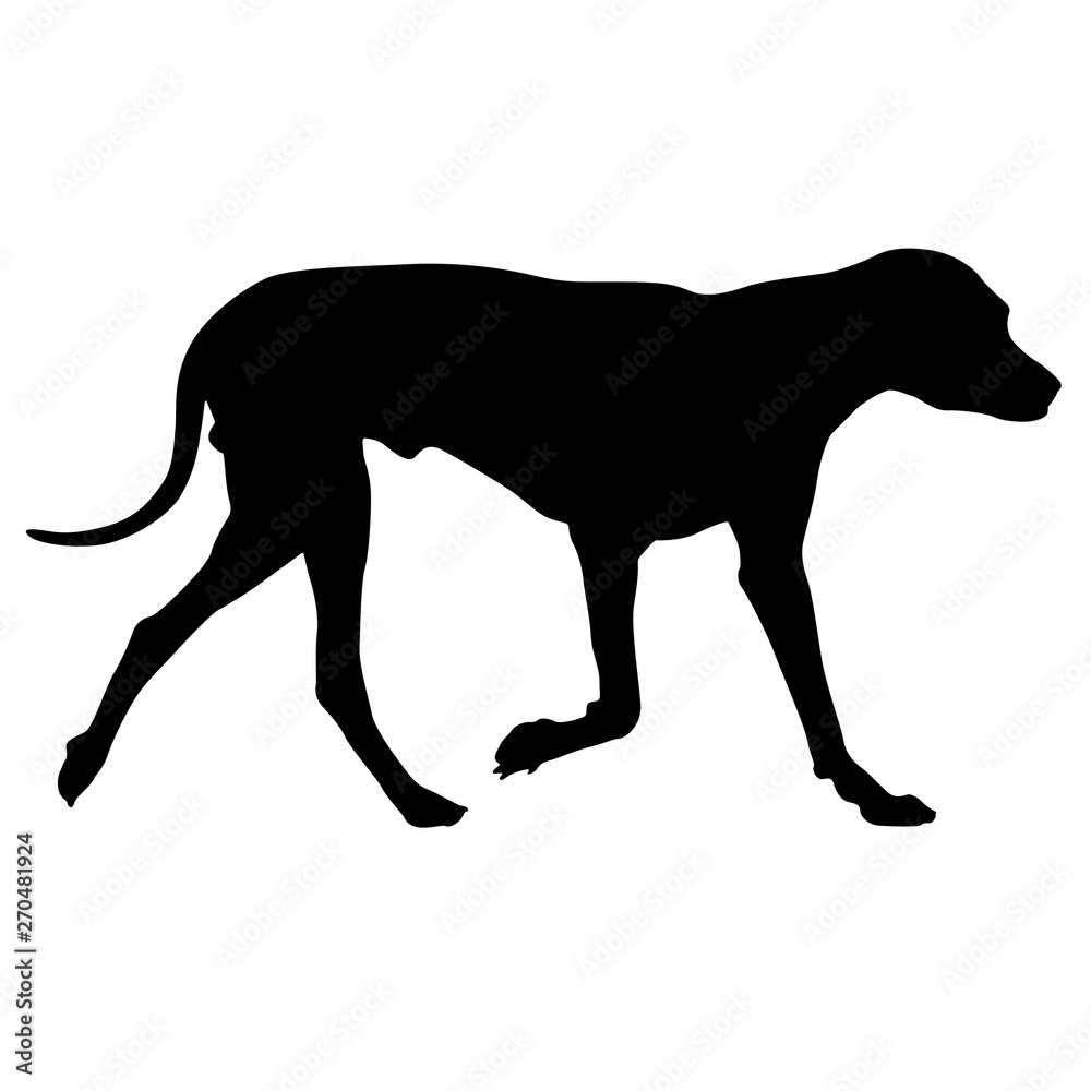 Fototapeta premium Dunker dog silhouette on a white background
