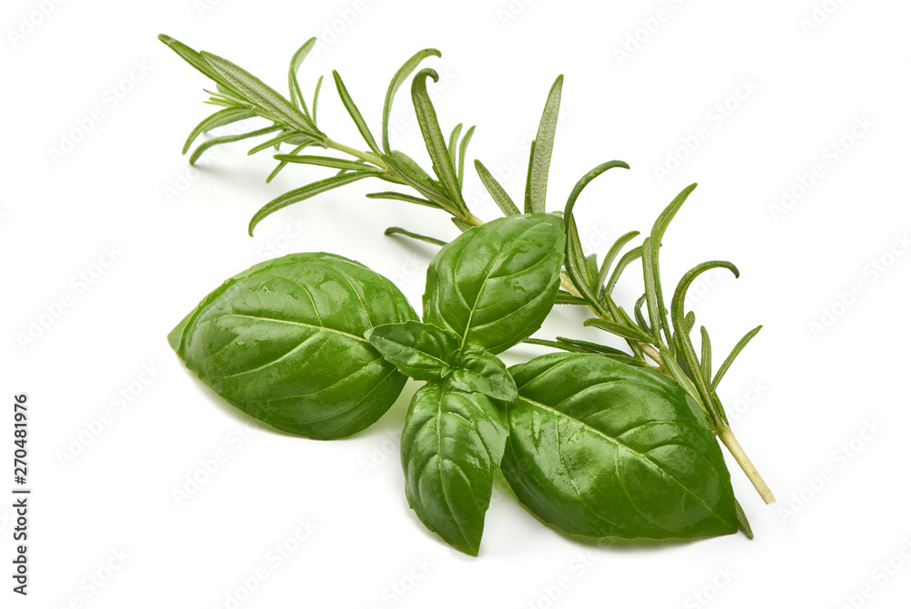 Fresh organic basil leaves with rosemary, macro, isolated on white background Fresh organic basil leaves with rosemary, macro, isolated on white background