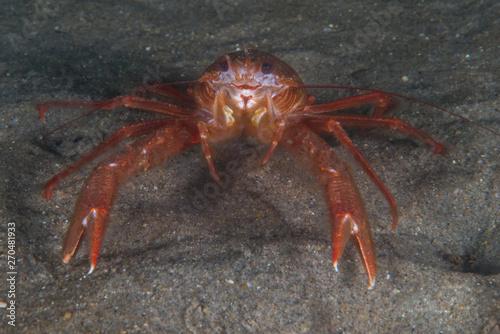 Tuna Crab sitting on ocean floor