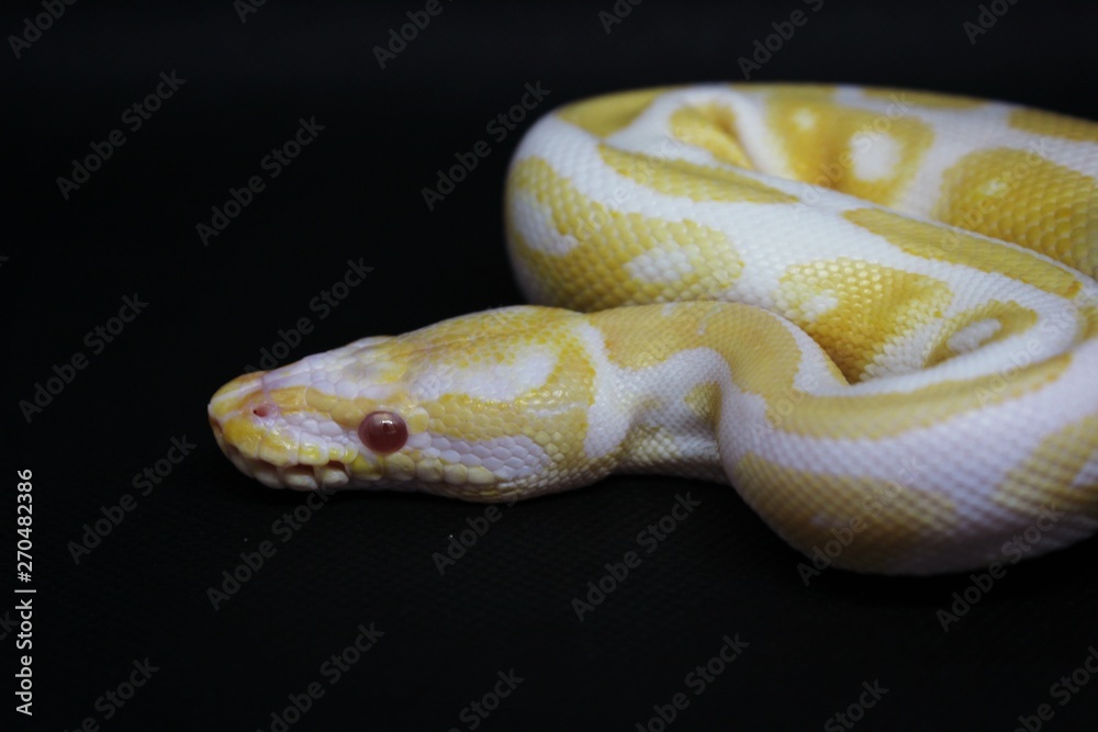 snake on black background snake on black background