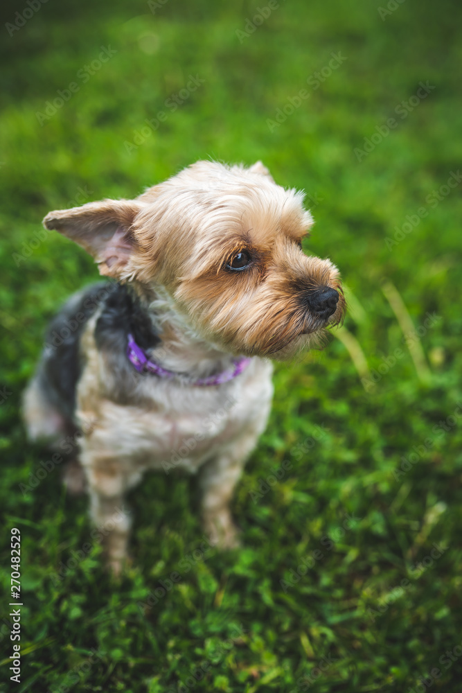 dog on grass