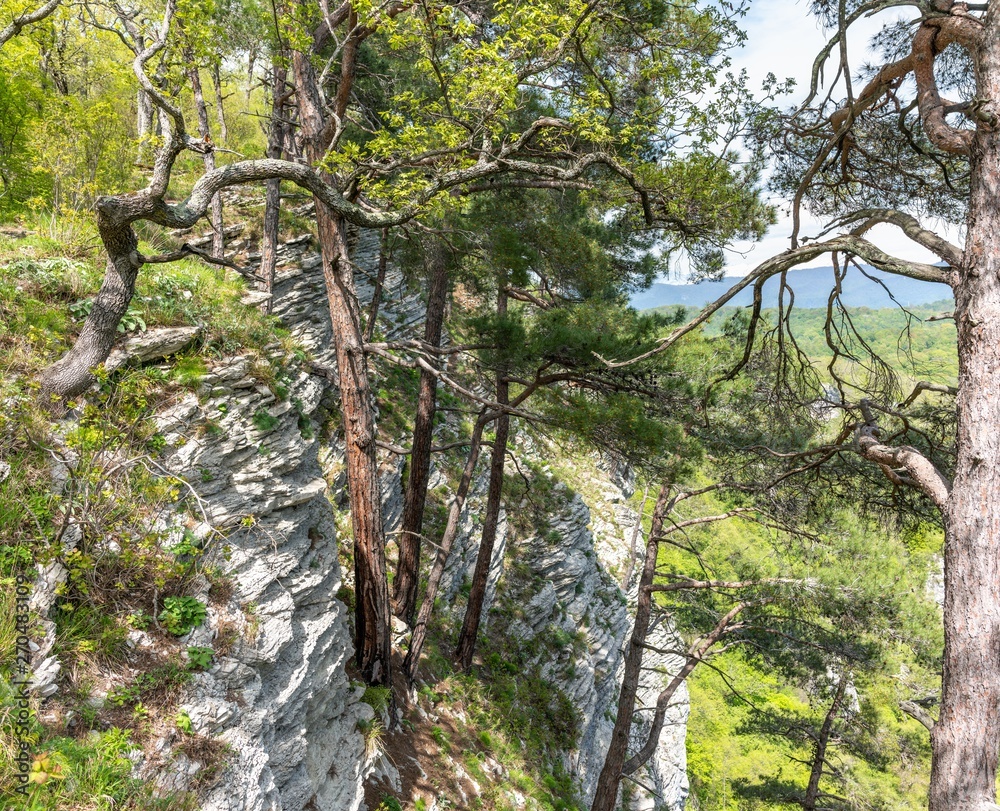 Pines on a green mountainside in spring. Pines on a green mountainside in spring.