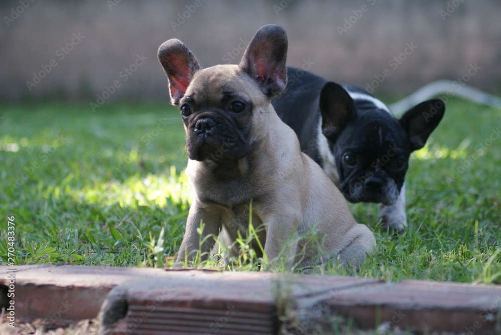 Bulldog francês - frenchie puppy - Brincando no quintal