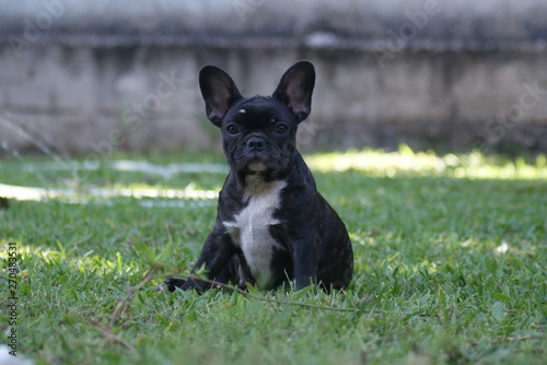 Bulldog francês - frenchie puppy - na grama © Adriano César