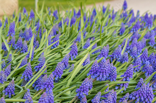 Hyacinth flowers in Amsterdam  Netherlands