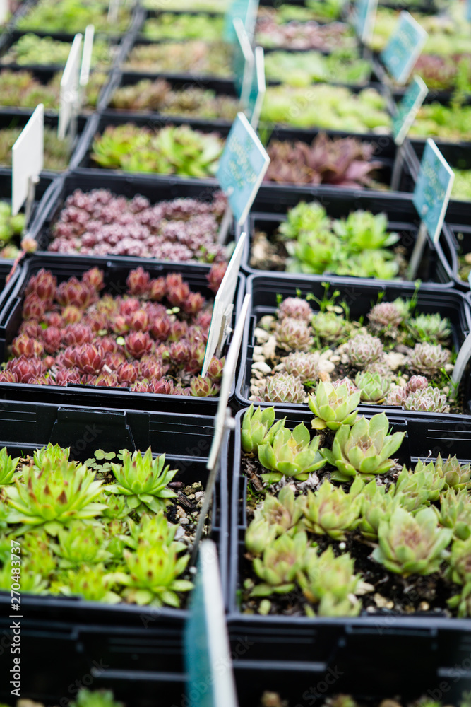 Many small green natural succulents in pots