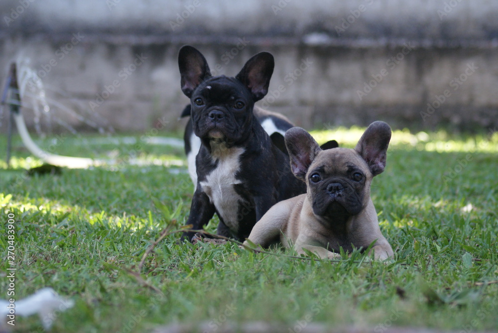Bulldog francês - frenchie puppy - descansando na grama Bulldog francês - frenchie puppy - descansando na grama