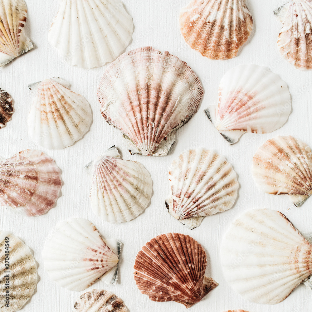 Sea shells pattern on white background. Flat lay, top view minimal texture. Sea shells pattern on white background. Flat lay, top view minimal texture.