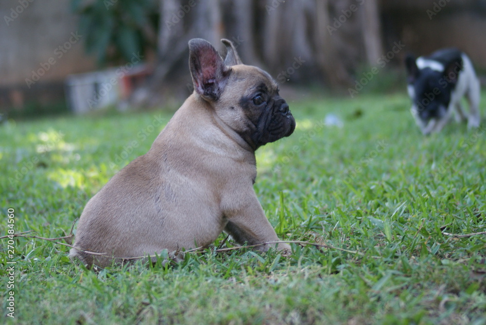 Bulldog francês - frenchie puppy - relvado