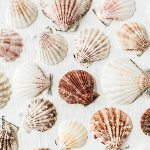 Sea shells pattern on white background. Flat lay, top view minimal scallop texture.