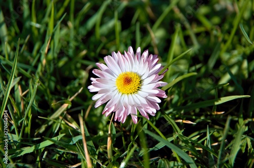 Detail of daisy in meadow wallpapper