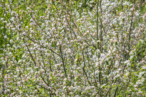 Branches of apple trees with thick blooming white flowers