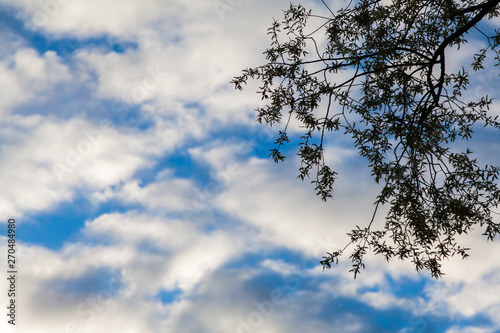 The contour of a tree branch against the blue summer sky covered with picturesque white clouds