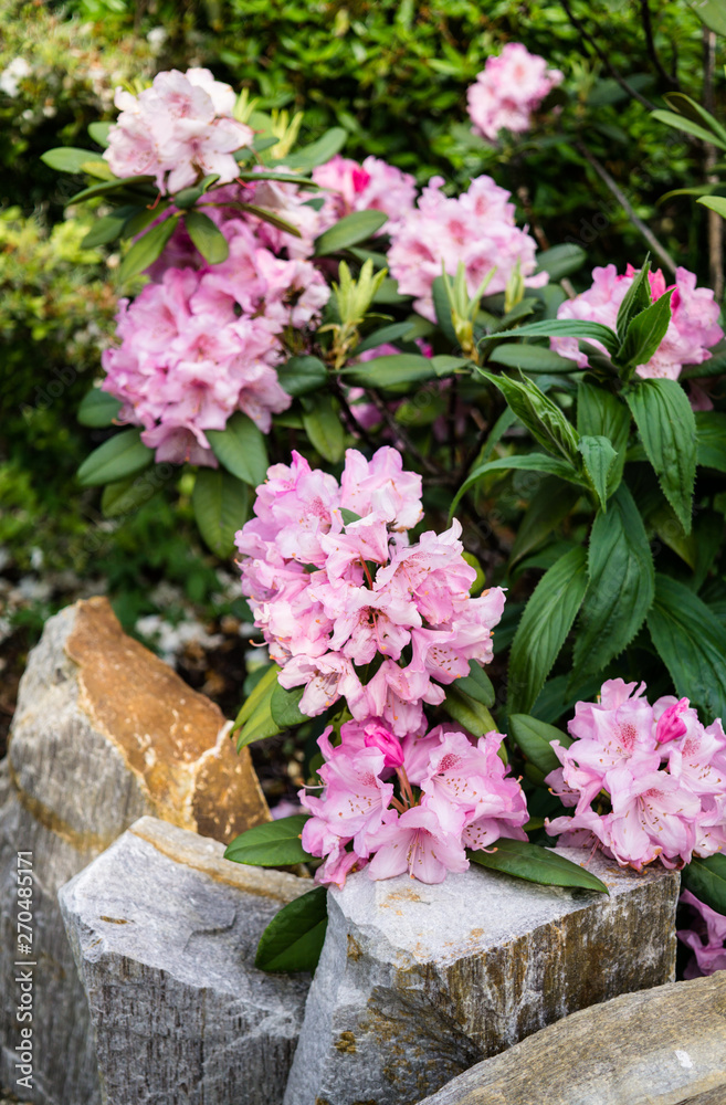 Beautiful botanical garden, pink flowers and blooming bushes in spring