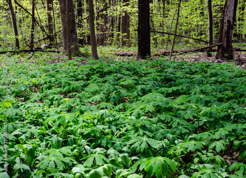 643-65 Mayapples and Spring Forest