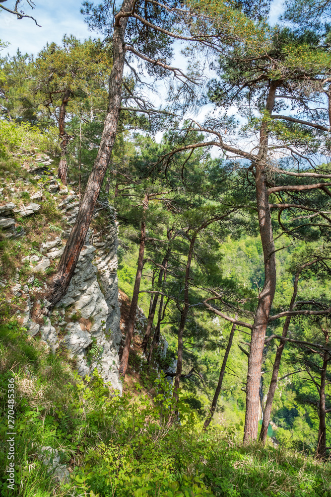Fototapeta premium Pines on a green mountain slope.