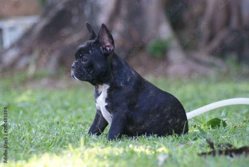Bulldog francês - frenchie puppy - Tigrado Bulldog francês - frenchie puppy - Tigrado