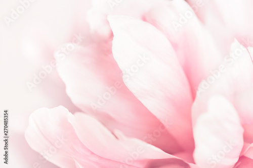 Fototapeta Naklejka Na Ścianę i Meble -  Closeup view of pink peony flower. Soft pastel wedding background.