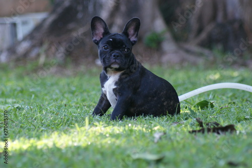 Bulldog francês - frenchie puppy - Tigrado  © Adriano César