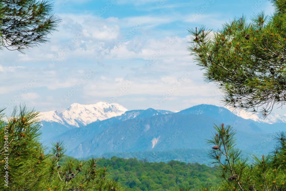 Fototapeta premium View of the snow-capped mountains through pine branches.