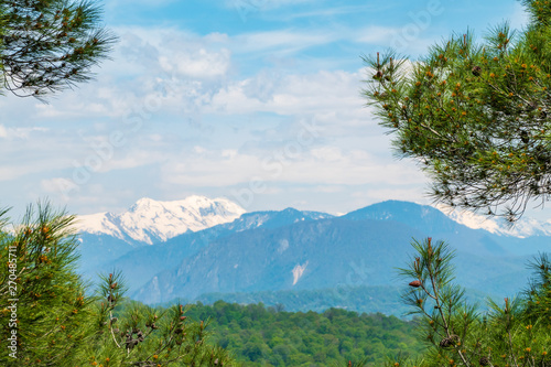 View of the snow-capped mountains through pine branches.
