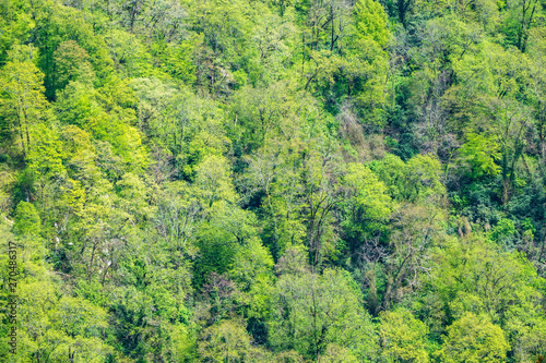 Thick green forest on the hillside. Spring colors in the mountain forest. © Dmitrii Potashkin