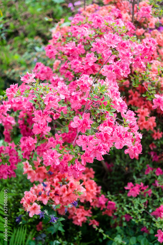 Beautiful botanical garden, pink flowers and blooming bushes in spring
