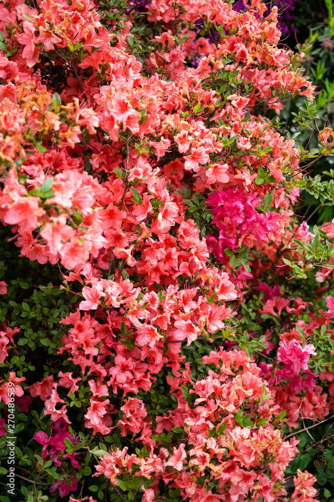 Beautiful botanical garden, pink flowers and blooming bushes in spring Beautiful botanical garden, pink flowers and blooming bushes in spring