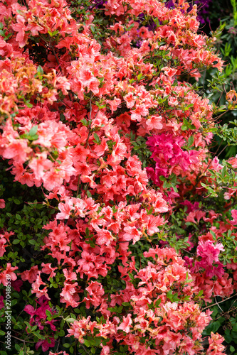 Beautiful botanical garden, pink flowers and blooming bushes in spring