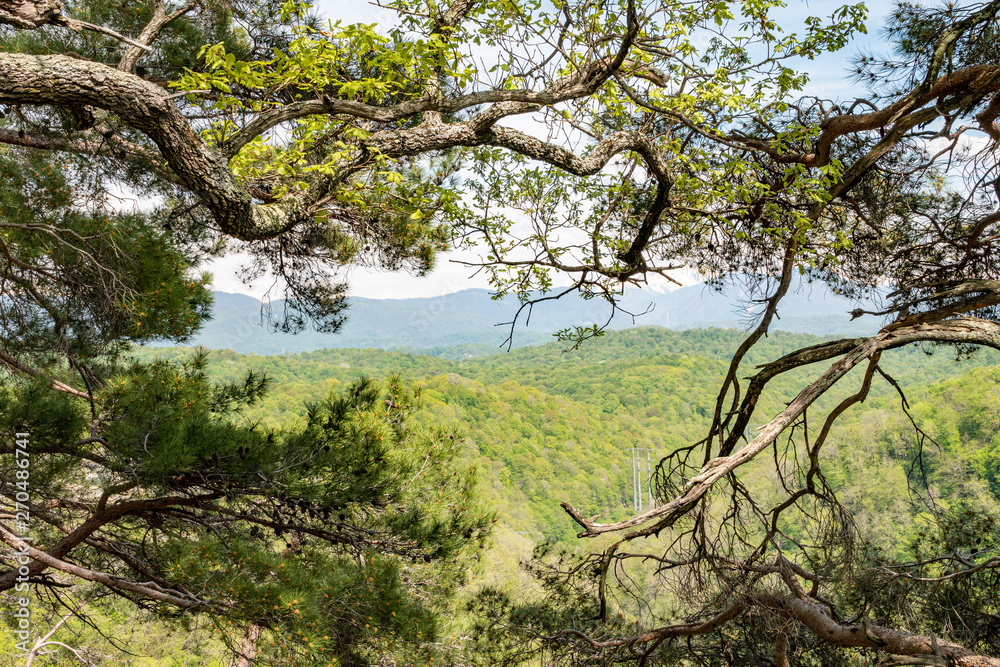 Mountain overgrown with thick green forest Mountain overgrown with thick green forest