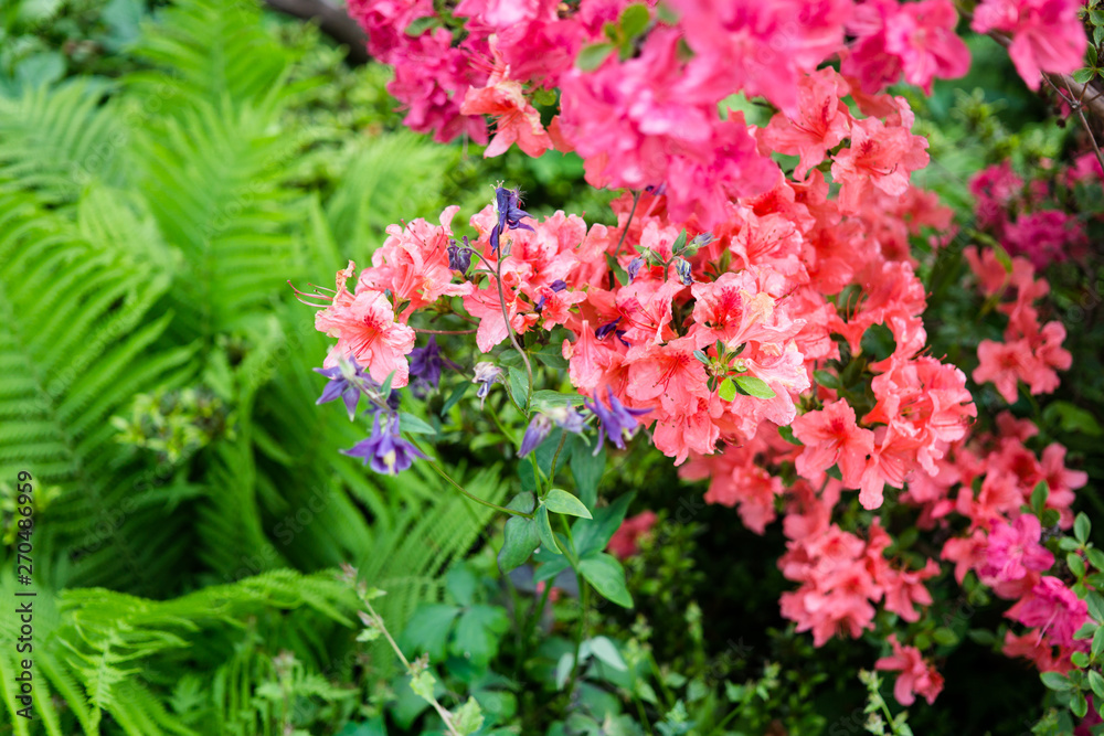 Beautiful botanical garden, pink flowers and blooming bushes in spring Beautiful botanical garden, pink flowers and blooming bushes in spring