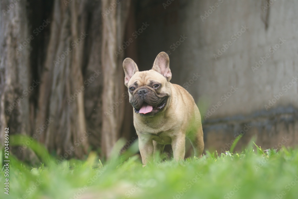 Bulldog francês - frenchie puppy - Fulvo e curtinho