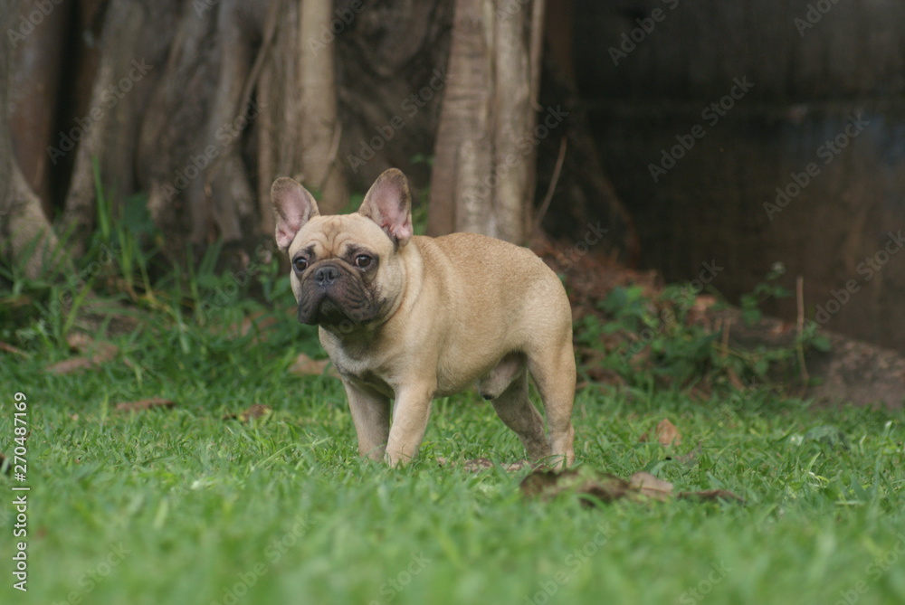 Bulldog francês - frenchie puppy - Fulvo e curtinho