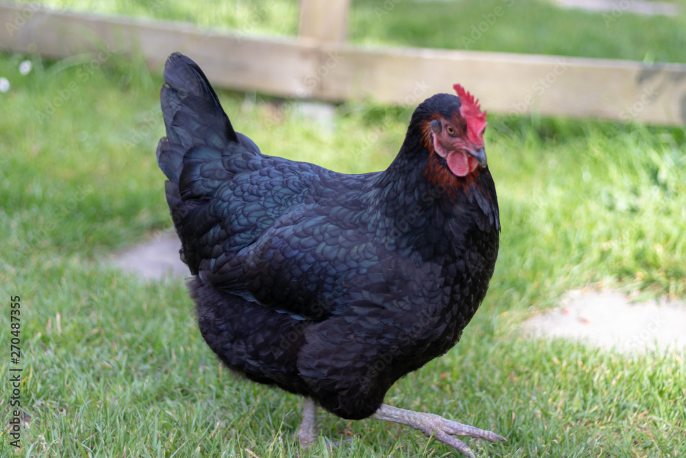 Farm scene, Black Chicken with blue tint on feathers.